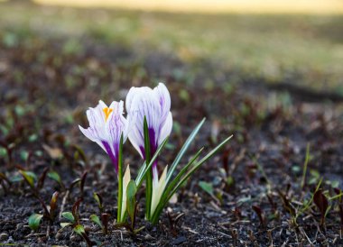 Ormanda mor çiçek var.