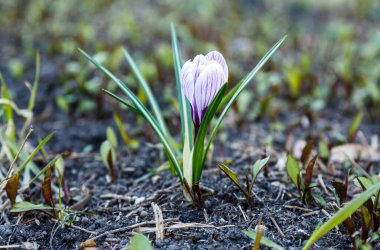 İlkbaharın başlarında çiçek açan menekşe krokusu ile bahar doğası. Bahçede güneş ışığı olan çoğul timsahlar..