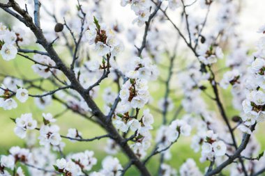 Blossoming cherry trees in spring. Sakura branches with sunlight. Nature background