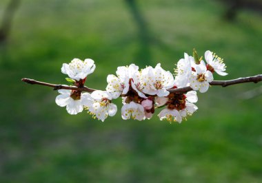 Blossoming cherry trees in spring. Sakura branches with sunlight. Nature background.
