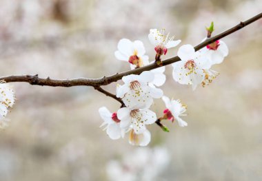 Blossoming cherry trees in spring. Sakura branches with sunlight. Nature background. Selective focus on buds.