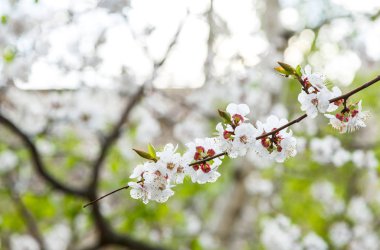 Blossoming cherry trees in spring. Sakura branches with sunlight. Nature background. Selective focus on buds.