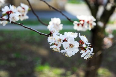 Blossoming cherry trees in spring. Sakura branches with sunlight. Nature background. Selective focus on buds.