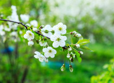 İlkbaharda elma ağacının beyaz çiçekleri