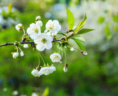 Blossoming cherry trees in spring. Sakura branches with sunlight. Nature background. Selective focus on buds.