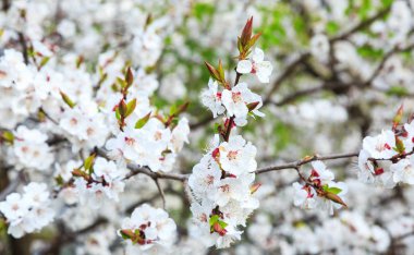Blossoming cherry trees in spring. Sakura branches with sunlight. Nature background. Selective focus on buds.