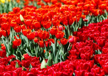 Bahçedeki güzel kırmızı laleler