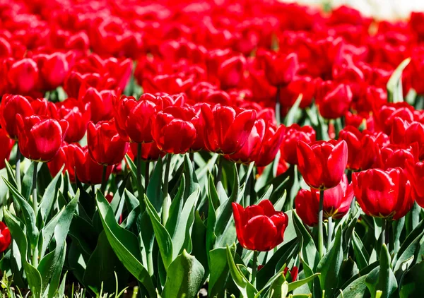 Feld Roter Tulpen Mit Selektivem Fokus Frühling Blumiger Hintergrund Garten — Stockfoto