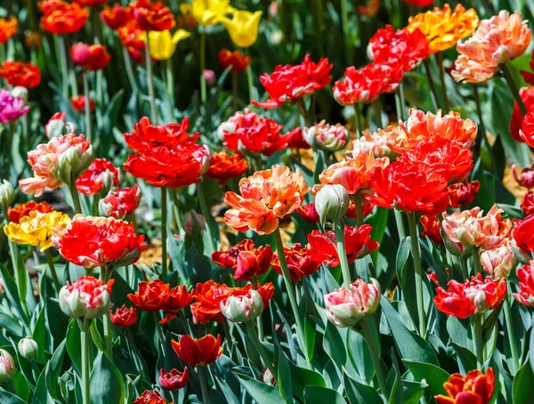 Feld Roter Tulpen Mit Selektivem Fokus Frühling Blumiger Hintergrund Garten — Stockfoto