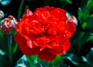 Bahçedeki güzel kırmızı lale