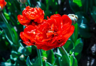 güzel kırmızı lale yakın çekim