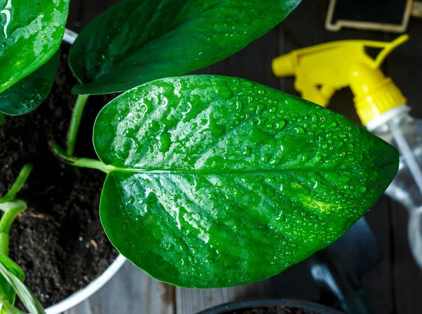 Young plants in pots, gloves for pottering on brown wooden table. Indoor gardening, watering plants. Spring, nature background.