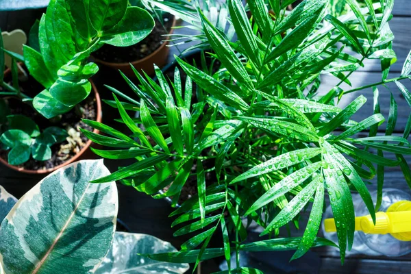 Young plants in pots, gloves for pottering on brown wooden table. Indoor gardening, watering plants. Spring, nature background.