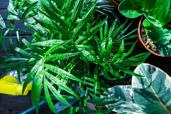 Young plants in pots with water drops on brown wooden table. Indoor gardening, watering plants. Spring, nature background.