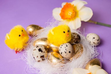 yuva ve Nergis mor bir arka plan üzerinde tavuk