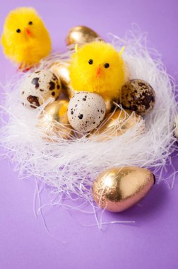 yuva ve Nergis mor bir arka plan üzerinde tavuk