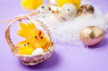 yuva ve Nergis mor bir arka plan üzerinde tavuk