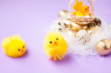 yuva ve Nergis mor bir arka plan üzerinde tavuk