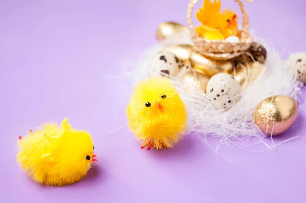 Chicken in the nest and narcissus on a purple background — Stock Photo, Image