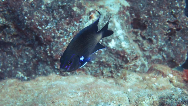 Peixe azul oceânico — Fotografia de Stock