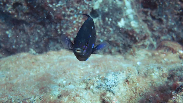 Pesce azzurro oceanico — Foto Stock