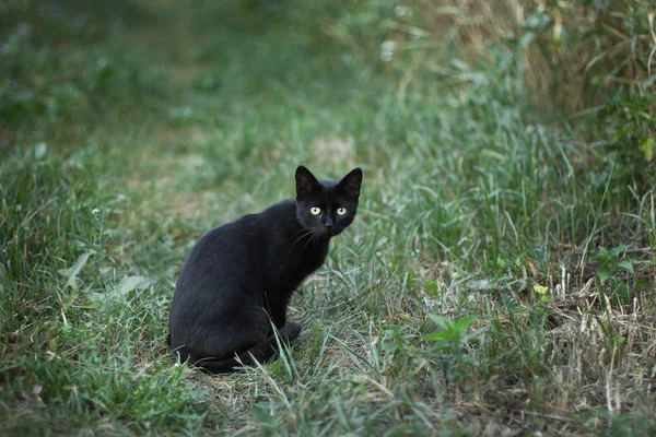 Домашняя чёрная кошка с жёлтыми глазами, сидящая в зелёной траве — стоковое фото