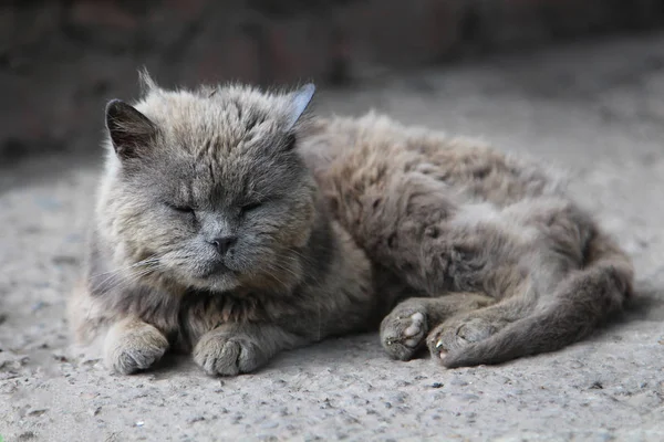 Un viejo gato gris con cara triste yace en la calle . — Foto de Stock