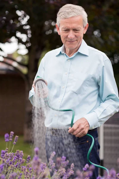Старший поливает цветы в саду из шланга — стоковое фото