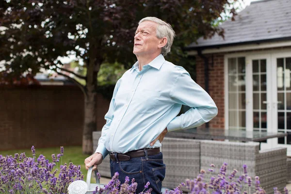 Mature Man Suffering From Backache Whilst Gardening At Home — Stock Photo, Image