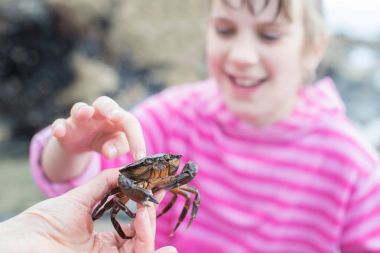 Rockpool sahilde bulunan Yengeç dokunmadan genç kız
