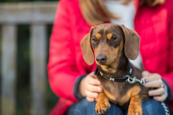 Close Up Of Dachshund With Owner Sitting On Bench — Stock Photo, Image