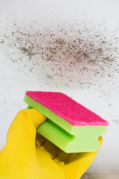 Close Up Of Hand Cleaning Mould From Ceiling — Stock Photo, Image