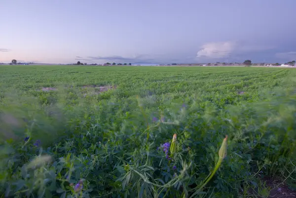 Midsummer Alfalfa Farm wieje na wietrze — Zdjęcie stockowe