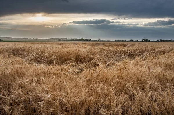 Późnosezonowa sucha pszenica pod dynamicznym niebem — Zdjęcie stockowe