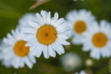 Papatya Çiçeğinin Beyaz ve Sarı Yakın Çekimi