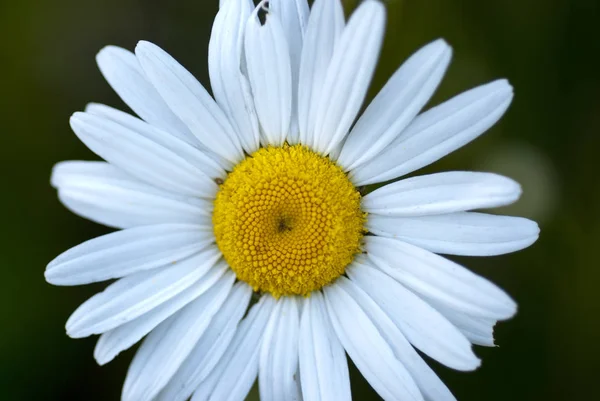 White and Yellow Close Up of a Daisy Flower — Stock Photo, Image