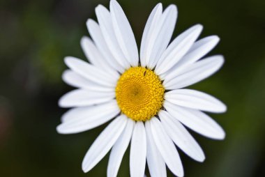 Papatya Çiçeğinin Beyaz ve Sarı Yakın Çekimi