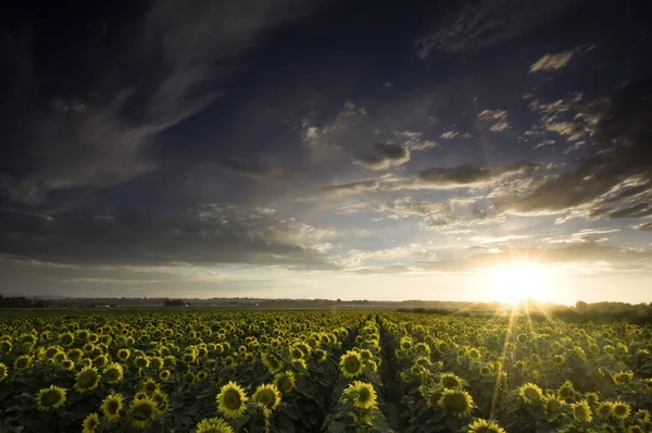 Many heads of yellow ripe sunflowers in a rowed farm field under — 스톡 사진