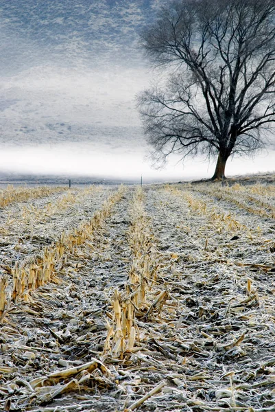 Gelo coperto campo di mais raccolto di fronte ad una collina nebbiosa — Foto Stock
