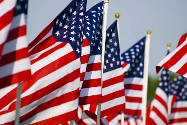 Múltiples banderas americanas en filas —  Fotos de Stock