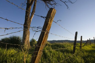Çimenlikteki uzun dikenli tellerin arkasındaki ölü ağaç.