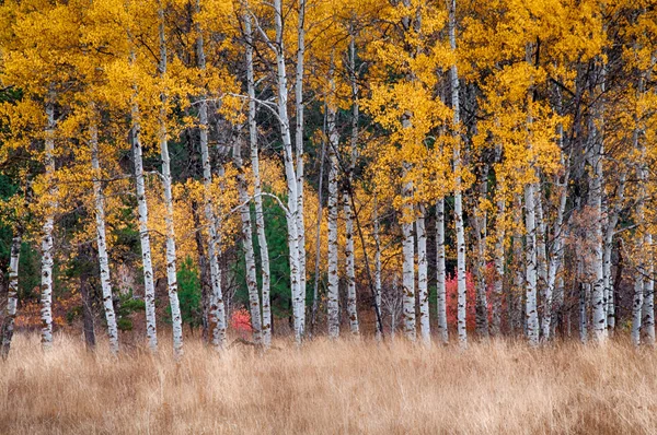 Sonbahar altın yapraklarının altında sallanan kavak ağaçları. — Stok fotoğraf