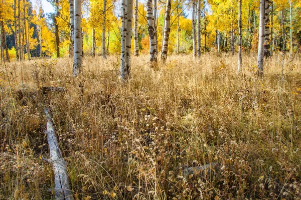 White barked quaking aspen trees under autumn golden leaves — Stock Photo, Image