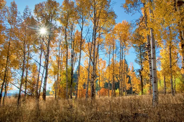 Peuplier faux-tremble écorcé blanc sous les feuilles dorées d'automne — Photo