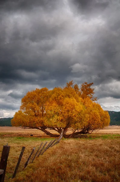 Őszi arany levelekkel koronázott vad kerítésfa. — Stock Fotó