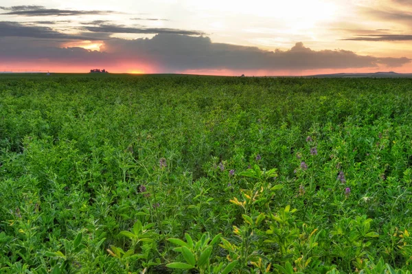 Campo verde de alfafa crescendo para o horizonte do pôr do sol — Fotografia de Stock