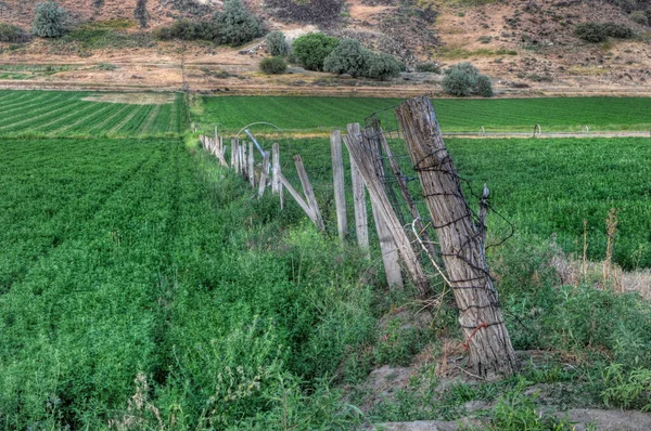 Wooden fence line separating irrigated alfalfa fields — 스톡 사진