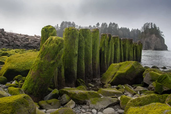 Moss menutupi balok kayu busuk yang mengarah ke laut. — Stok Foto