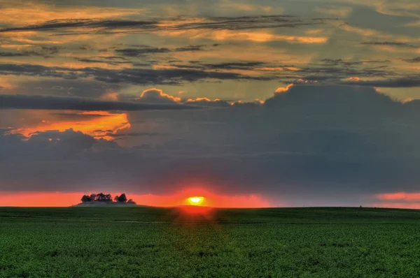 Campo verde de alfafa crescendo para o horizonte do pôr do sol — Fotografia de Stock