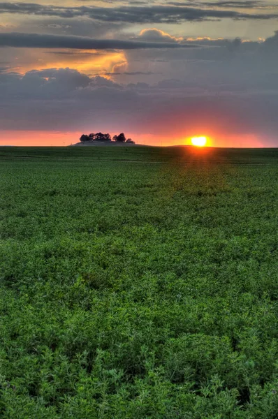 Green field of alfalfa growing to the sunset horizon — 스톡 사진